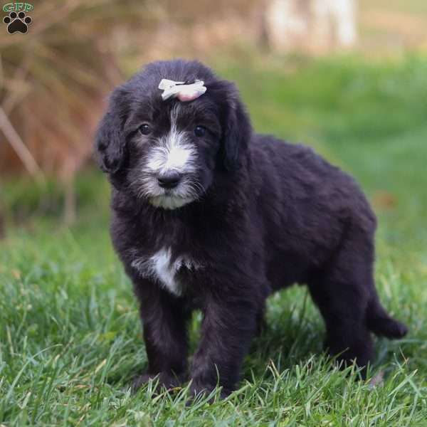 Champagne, Sheepadoodle Puppy
